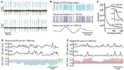 Cerebellar Purkinje Cells Generate Highly Correlated Spontaneous Slow-Rate Fluctuations